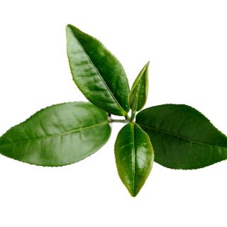 Ekstrakt zelenega čaja